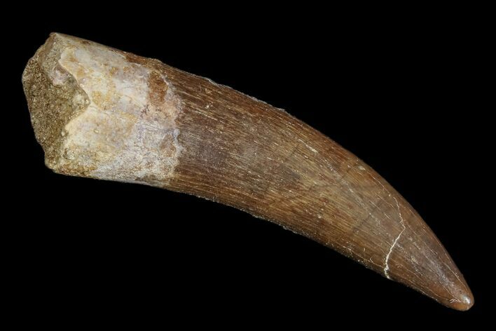 Fossil Plesiosaur (Zarafasaura) Tooth - Morocco #172310